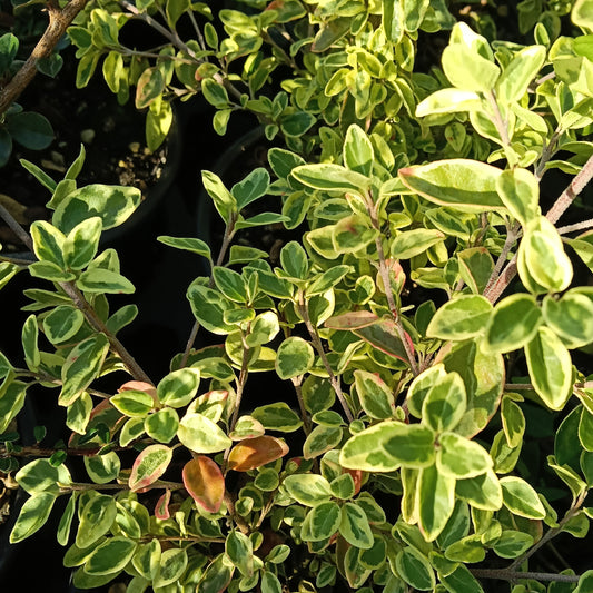 Correa 'Wyn's Wonder' (Australian Fuchsia)