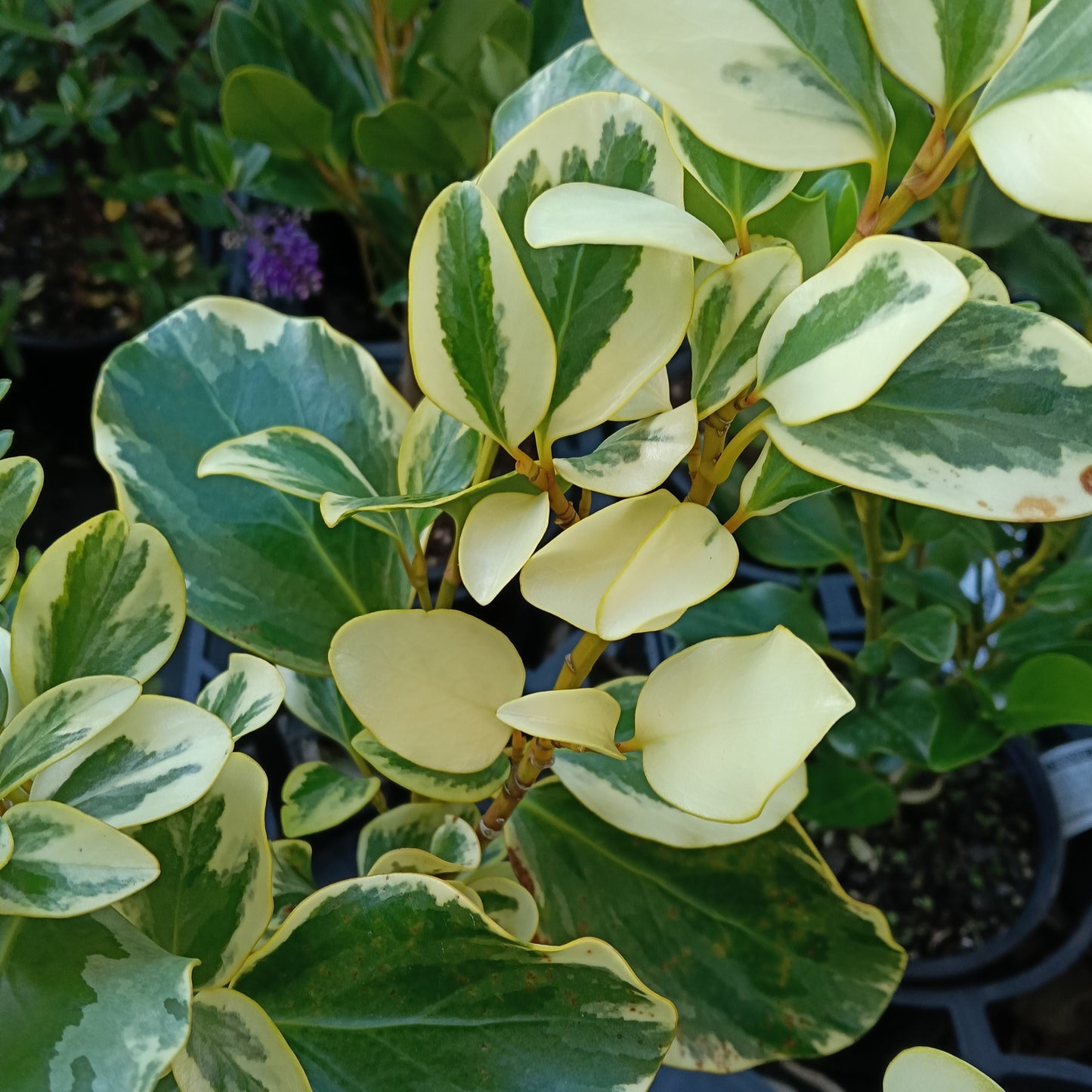 Griselinia littoralis 'Variegata' (Kapuka)