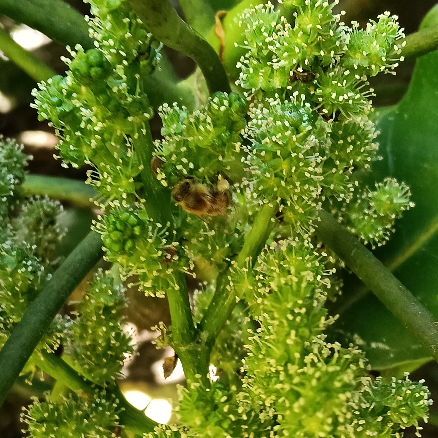 Meryta sinclairii (Puka, Pukanui)