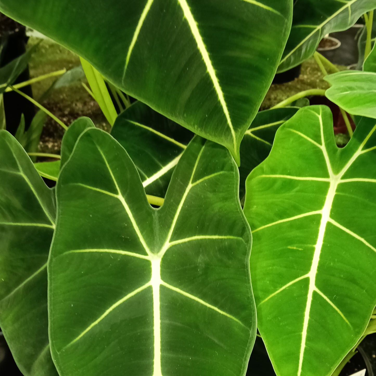 Alocasia micholitziana 'Frydek' (Green Velvet Taro)