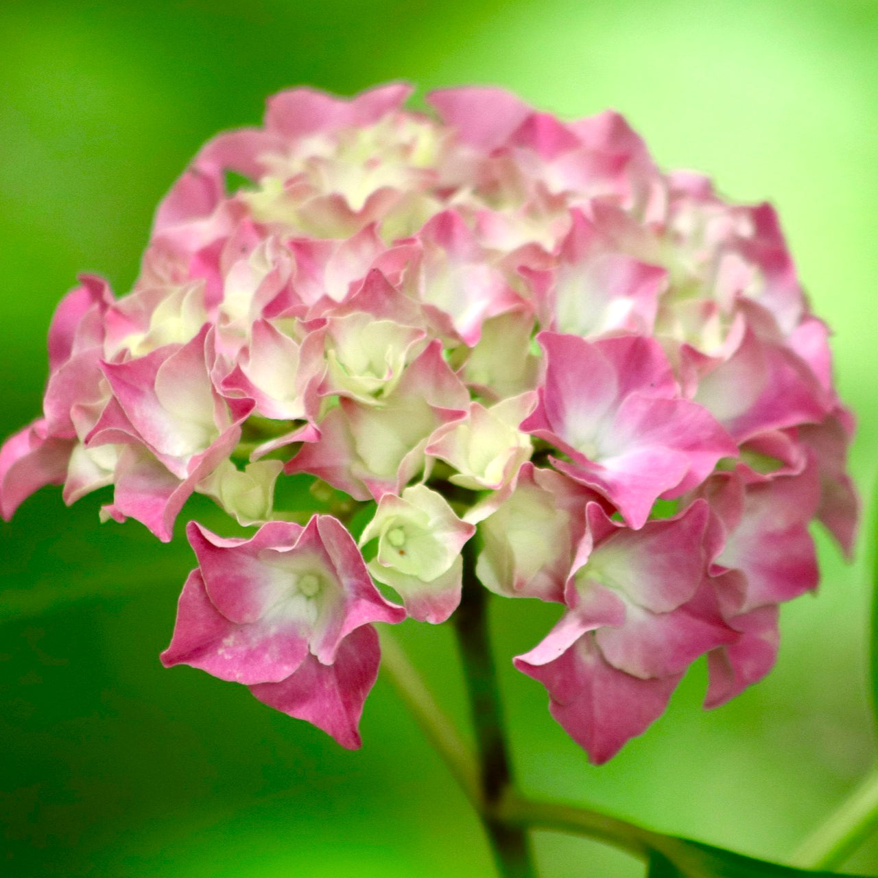 Hydrangea macrophylla 'Masja'