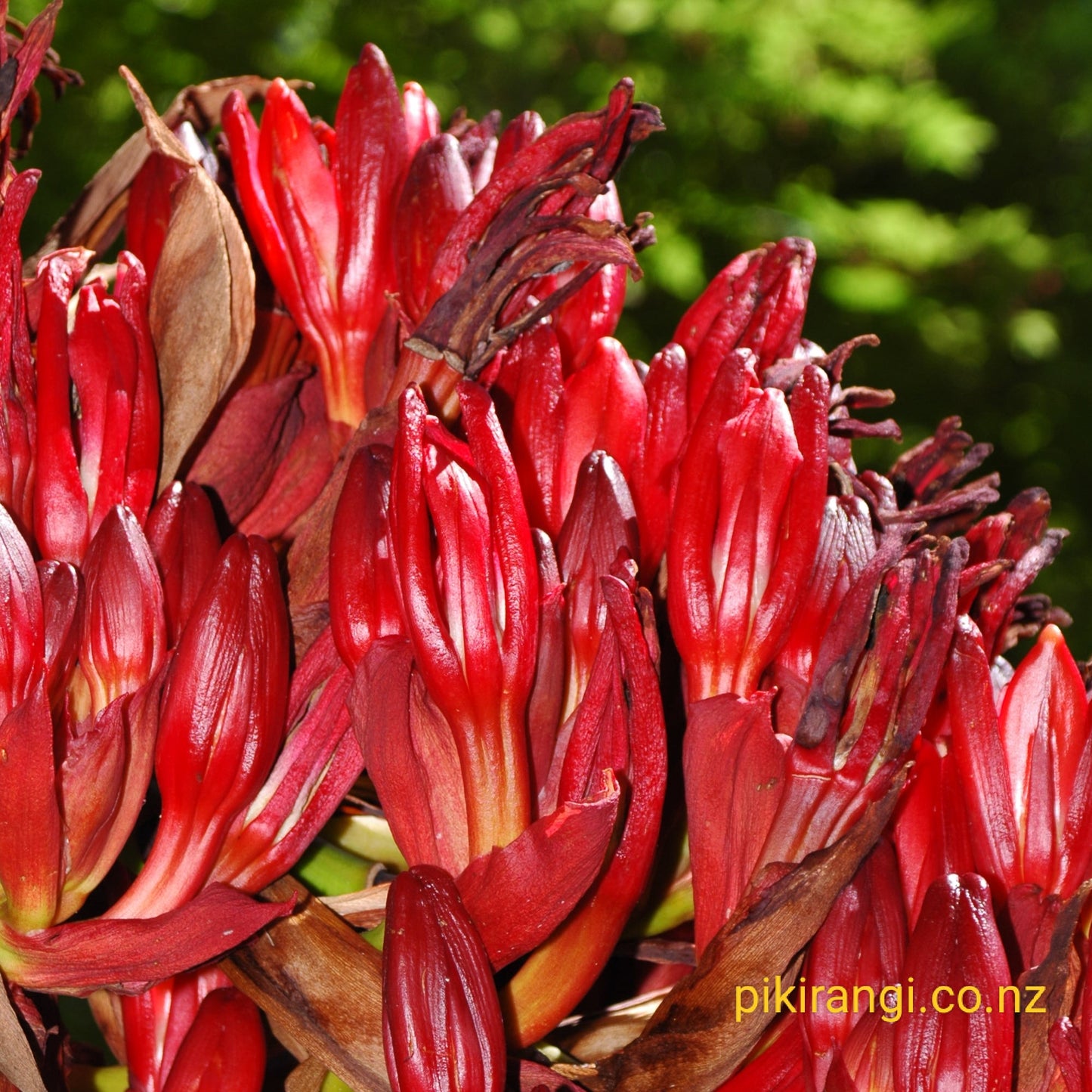 Doryanthes palmeri (Giant Spear Lily)