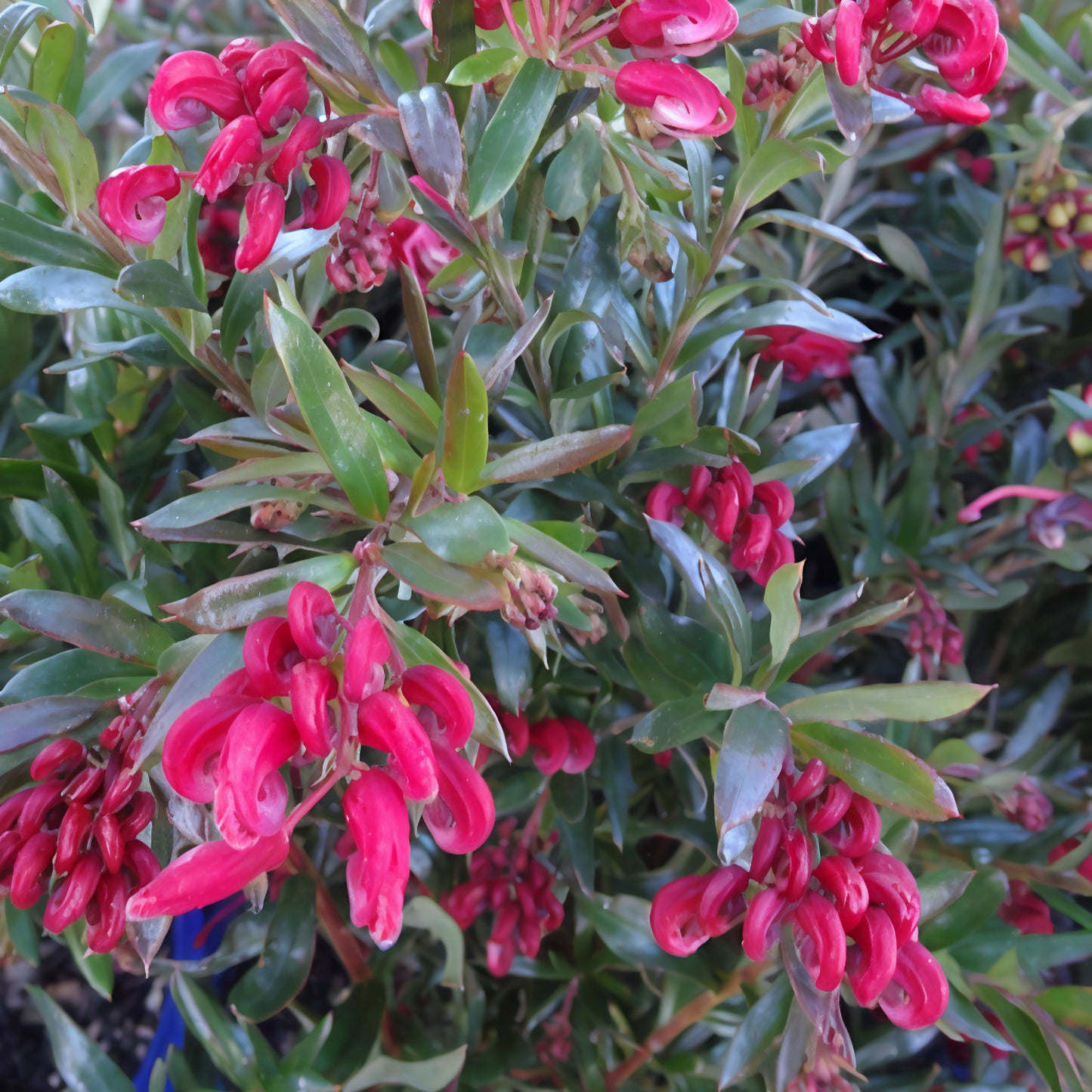 Grevillea 'Poorinda Rondeau' (Spider Flower) Pikirangi