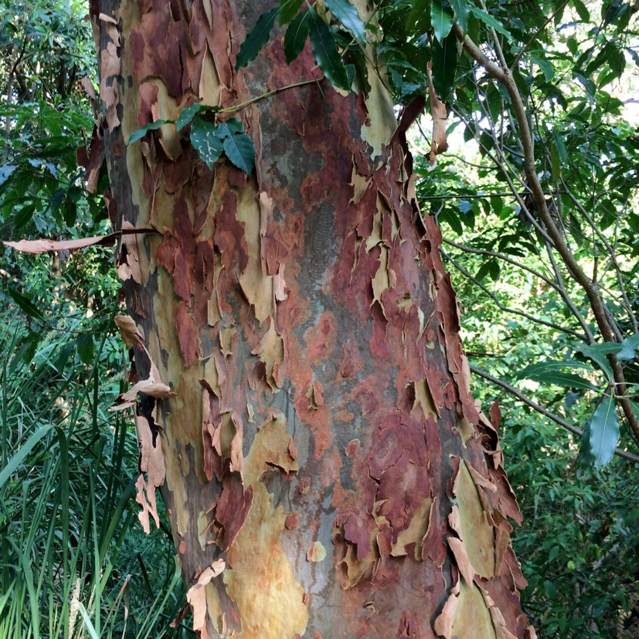 Angophora costata (Smooth-barked Apple)