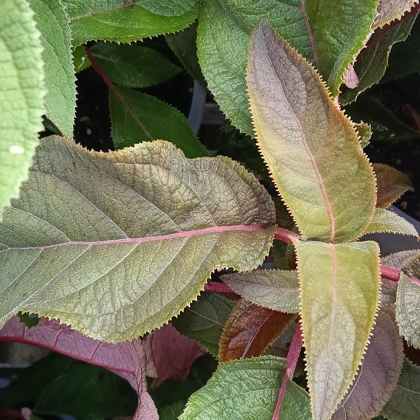 Hydrangea aspera 'Hot Chocolate' (Lacecap Hydrangea) S001