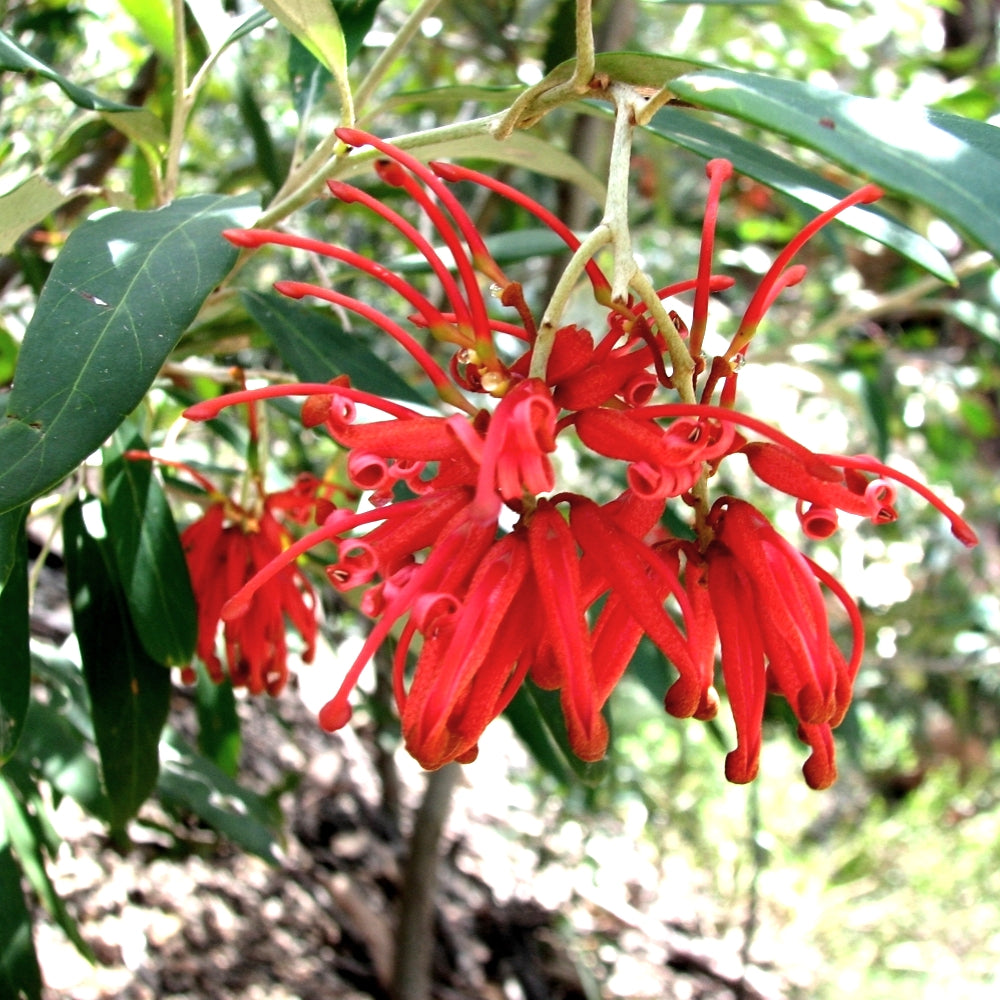 Grevillea victoriae (Royal Grevillea) S002
