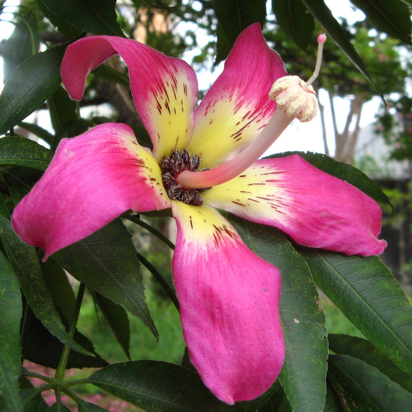 Ceiba speciosa (Silk Floss Tree)