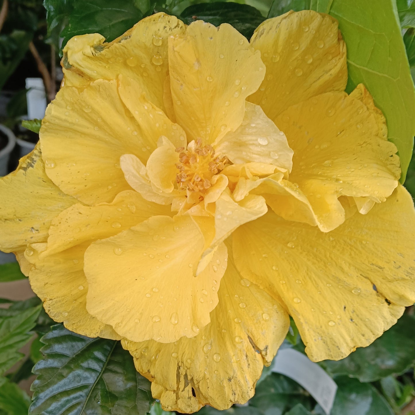 Hibiscus x rosa-sinensis 'Macdelveon's Yellow' Pikirangi