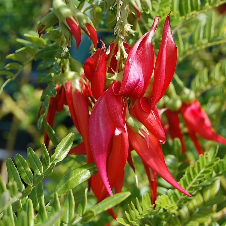 Clianthus magnificus (Kākā Beak, Kowhai Ngutukākā)