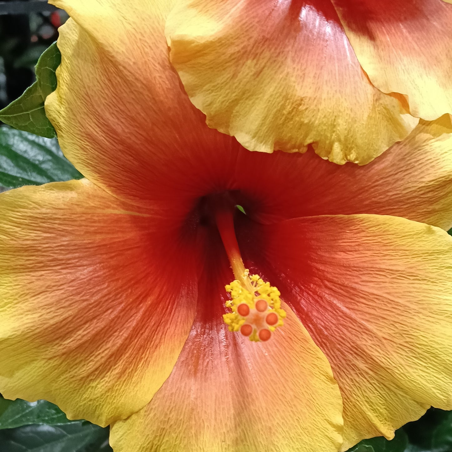 Hibiscus rosa-sinensis HibisQs® 'New Apollo Bicolor'