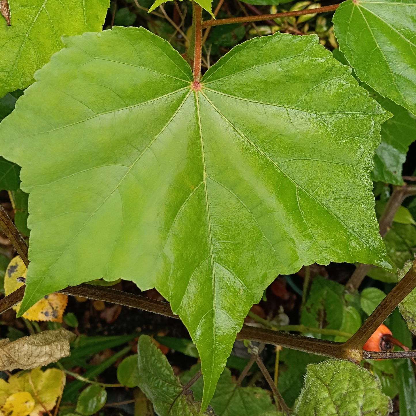 Hibiscus mutabilis (Confederate Rose) Pikirangi