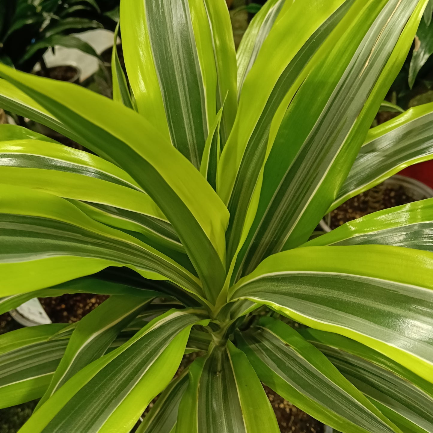 Dracaena fragrans 'Lemon Lime Surprise' (Cornstalk Dracaena)