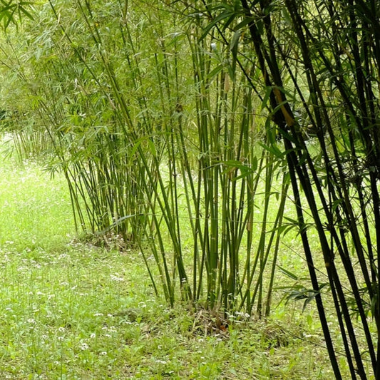 Bambusa multiplex 'Gracilis' (Hedge Bamboo)