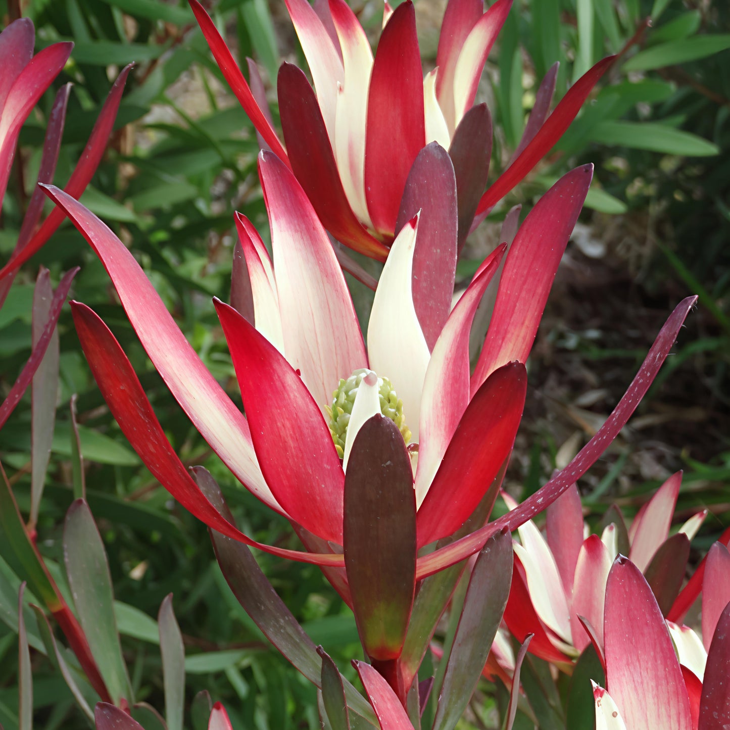 Leucadendron 'Plum Passion' (Conebush) Pikirangi Online Garden Centre