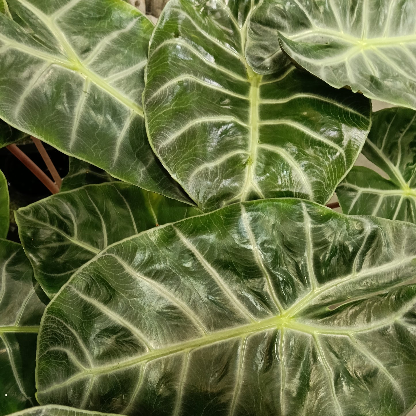 Alocasia baginda 'Pink Dragon' (Elephant Ear)