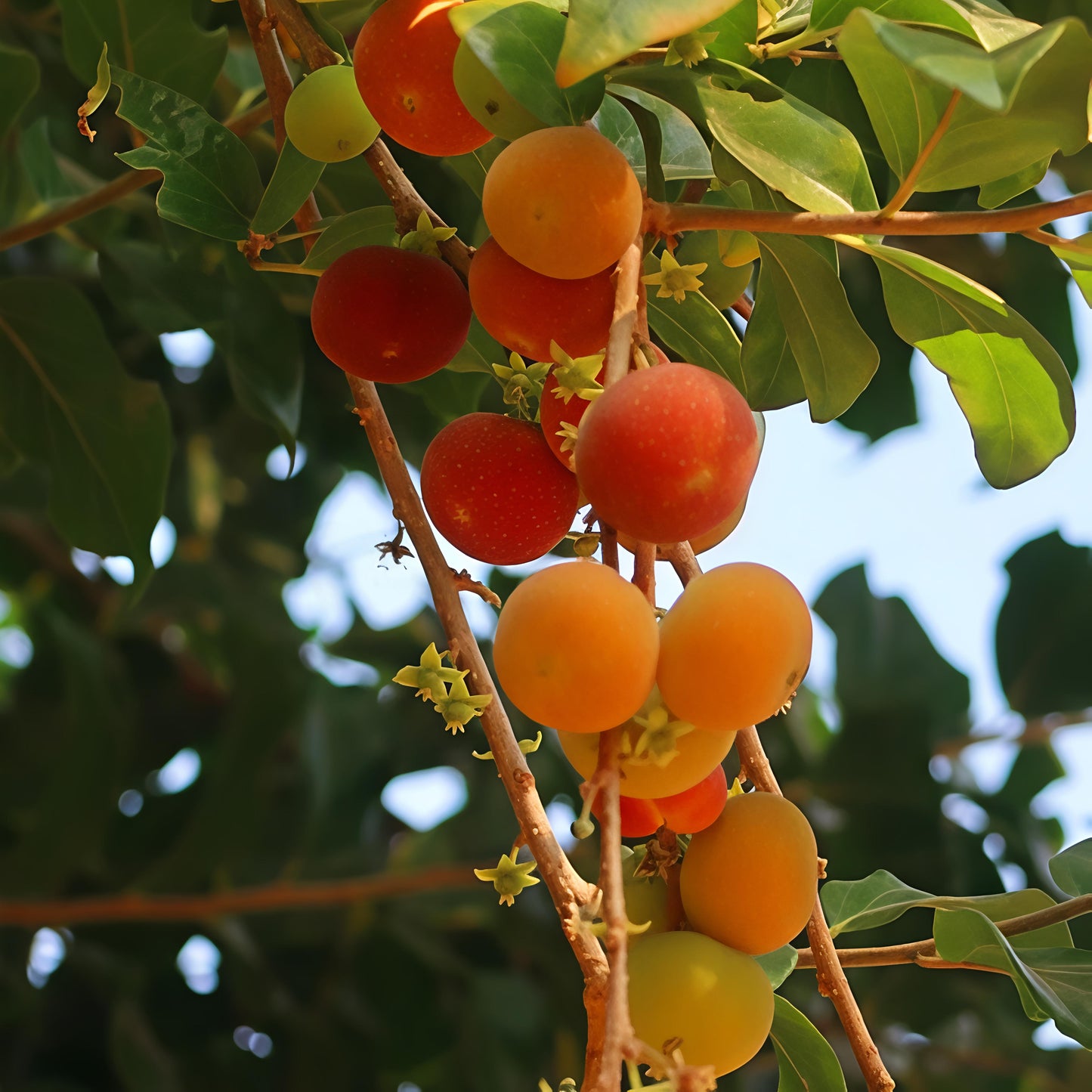 Dovyalis hybrid (Ketcot, Tropical Apricot)