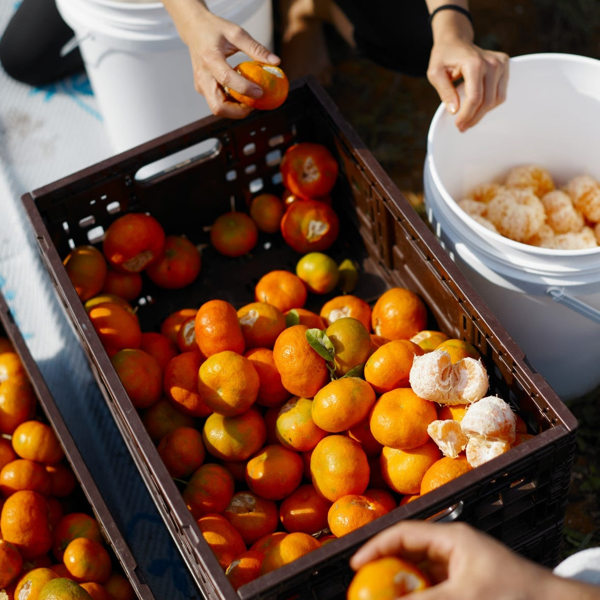 Citrus x deliciosa (Willowleaf Mandarin, Yousef Effendi)
