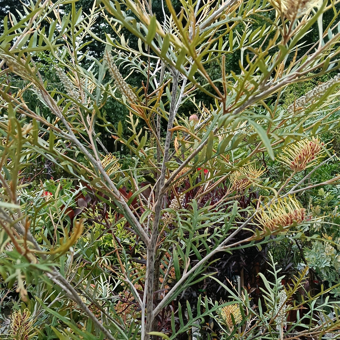 Grevillea 'Strawberry Blonde' (Spider Flower) S007