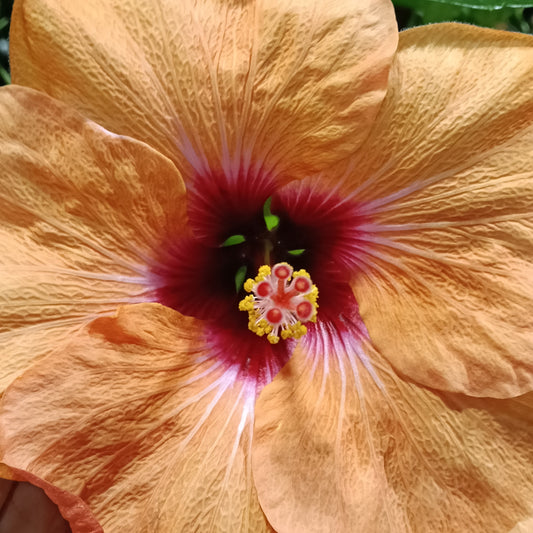 Hibiscus rosa-sinensis HibisQs® 'Adonicus Apricot'