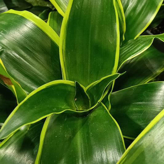 Dracaena fragrans 'Dorado' (Cornstalk Dracaena)