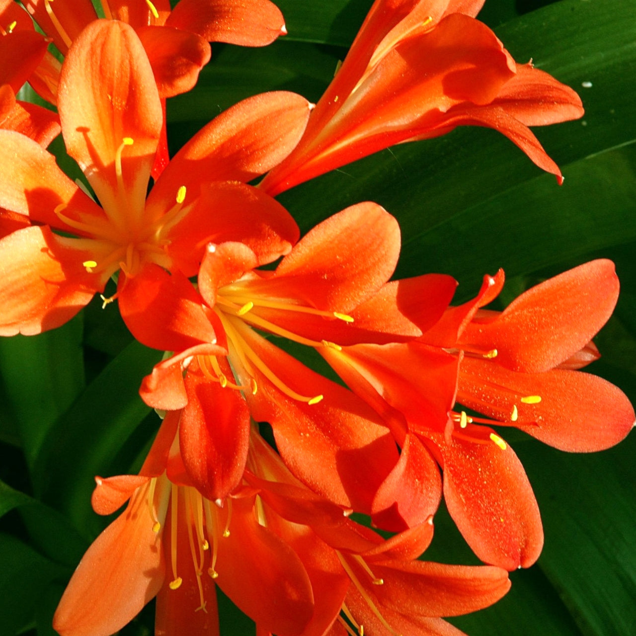 Clivia miniata 'Japanese Hybrid' (Kaffir Lily) Pikirangi