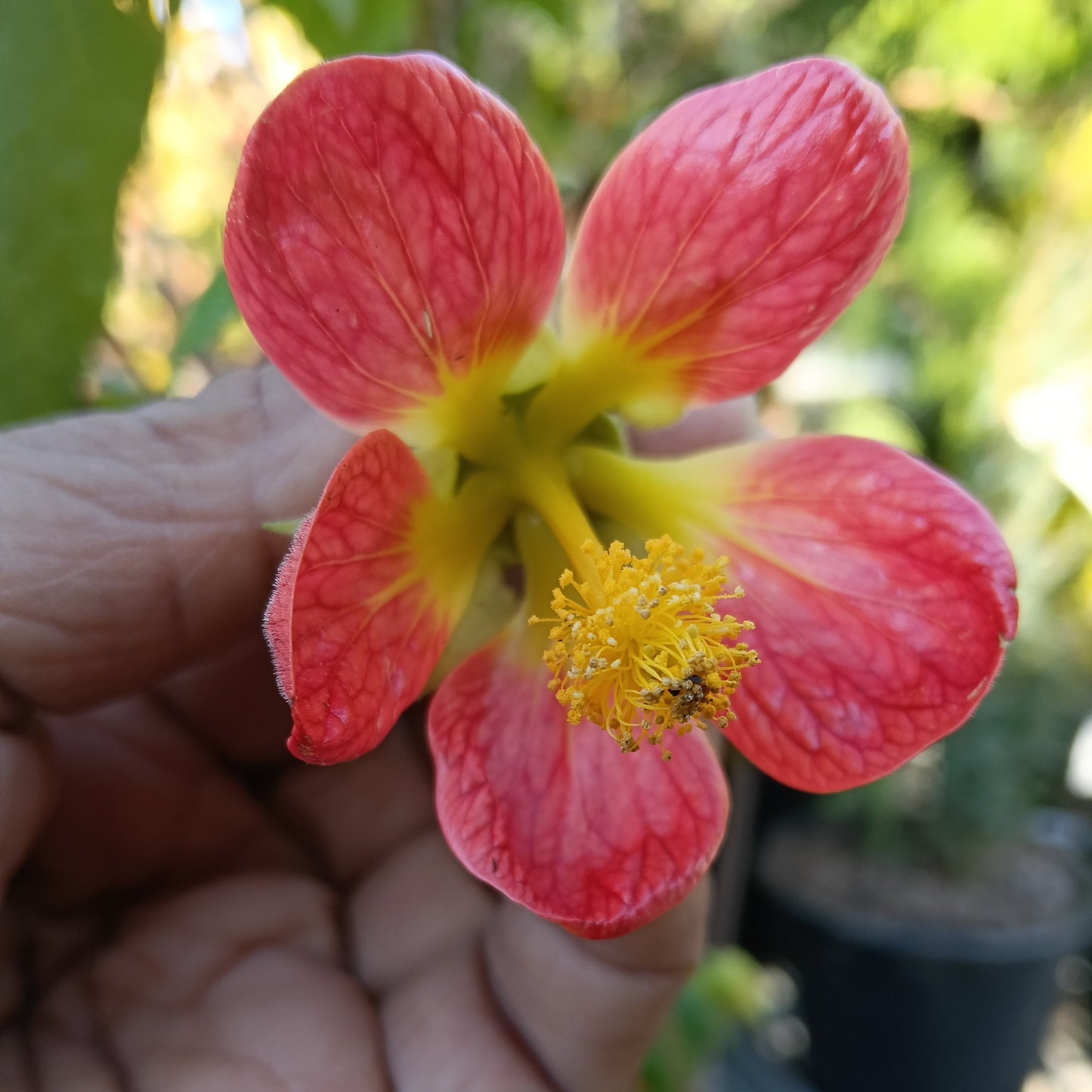 Callianthe picta 'Ashford Red-Tangerine' (Red-vein Chinese Lanterns) Pikirangi Online Garden Centre
