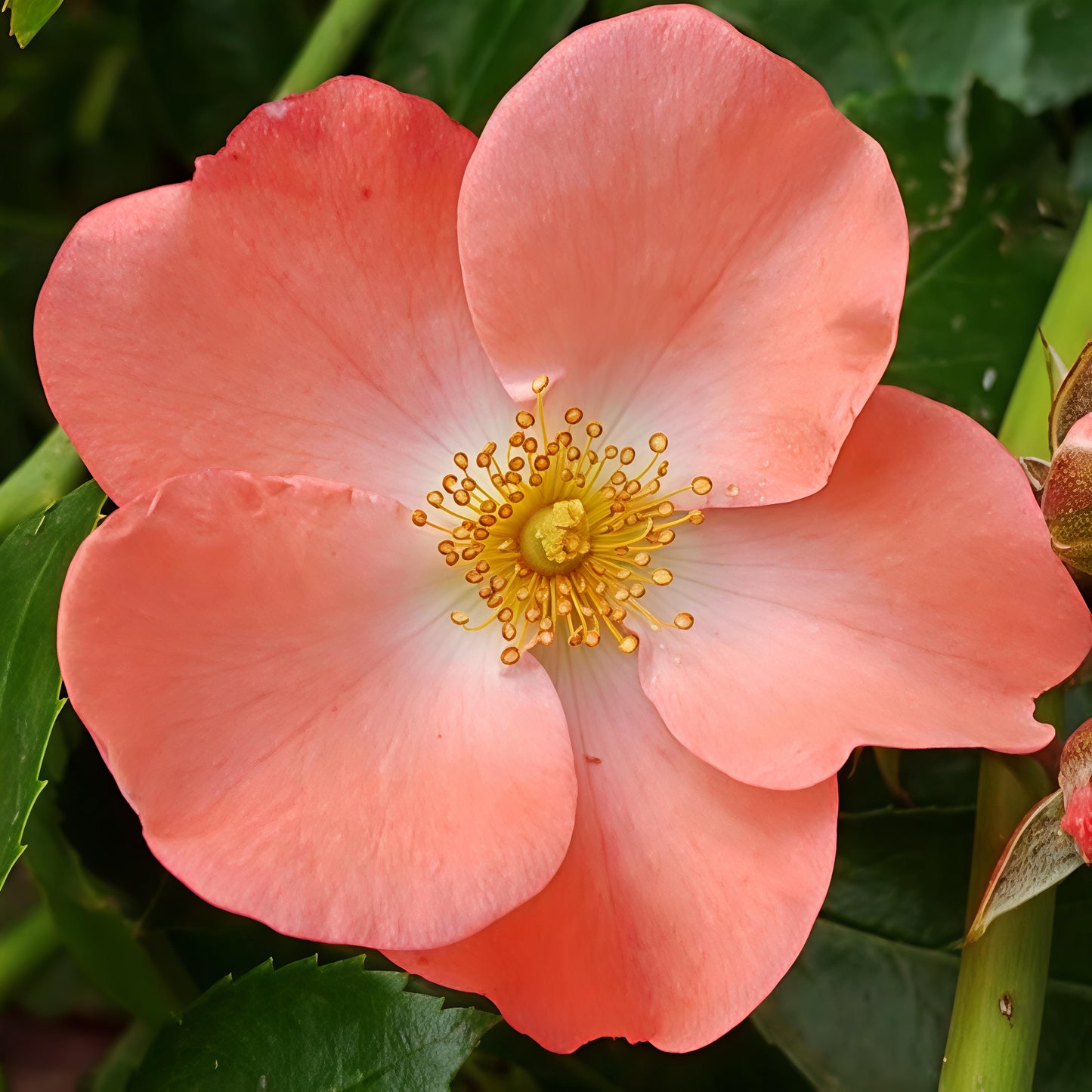 Rosa Flower Carpet® 'Coral' (Carpet Rose)