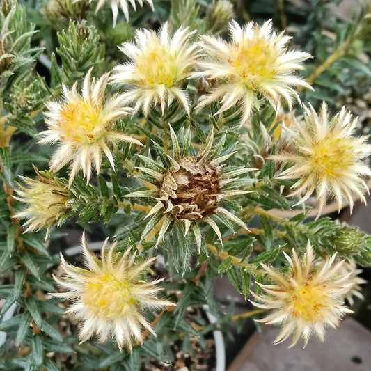 Phylica plumosa (Flannel Flower)