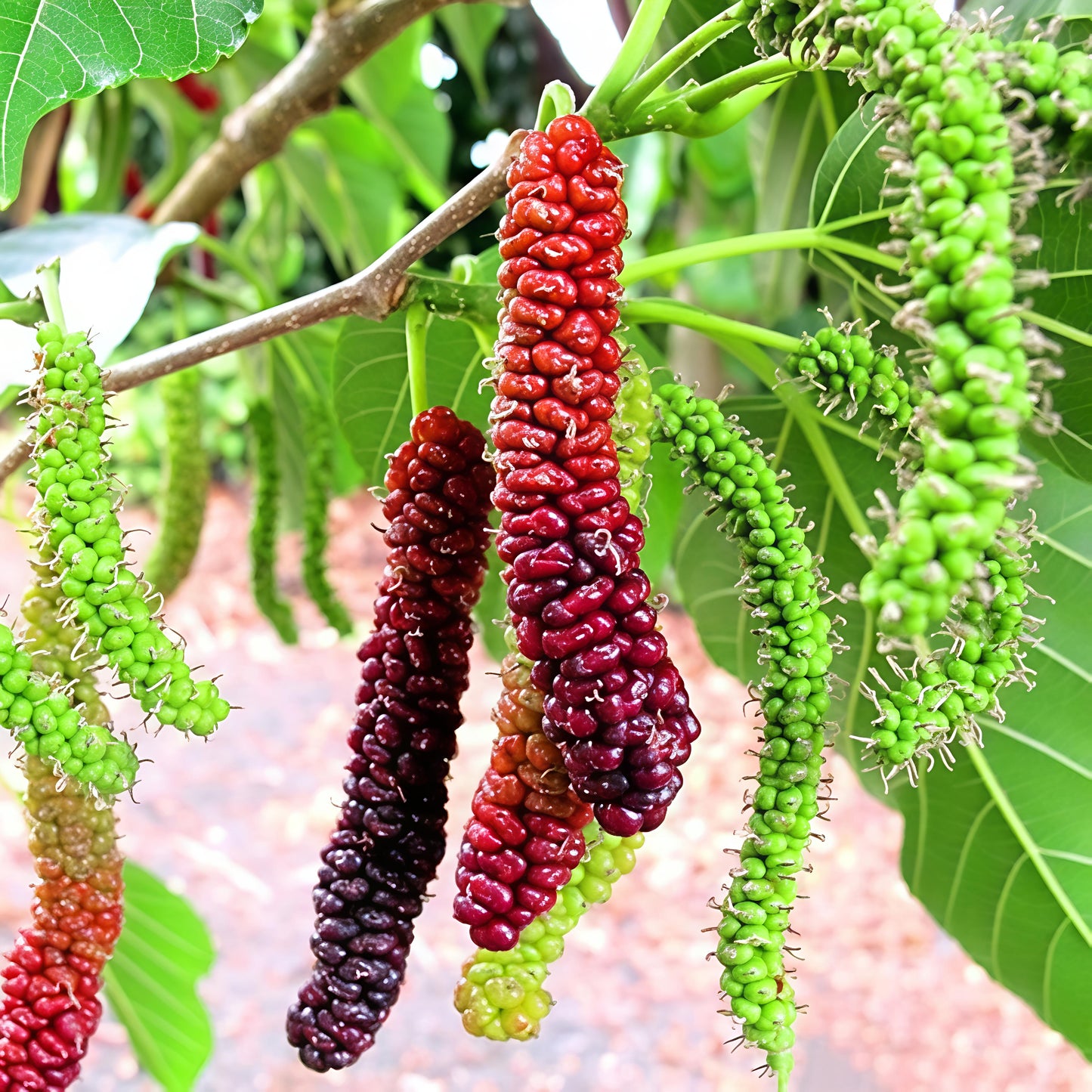 Morus macroura 'Red Shahtoot' Dwarf (Mulberry)