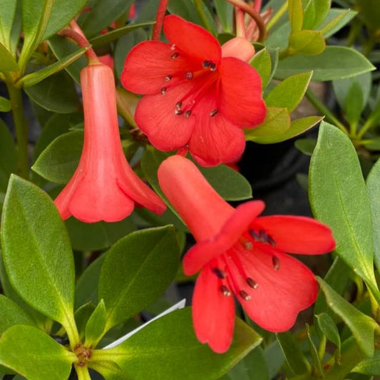 Rhododendron 'Jiminy Cricket' (Vireya)