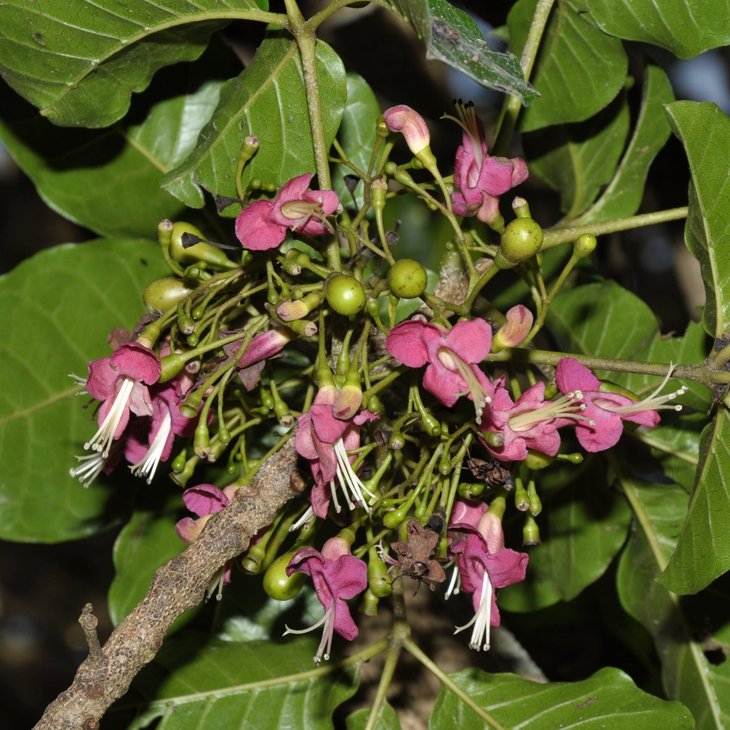 Vitex lucens (Pūriri) Pikirangi