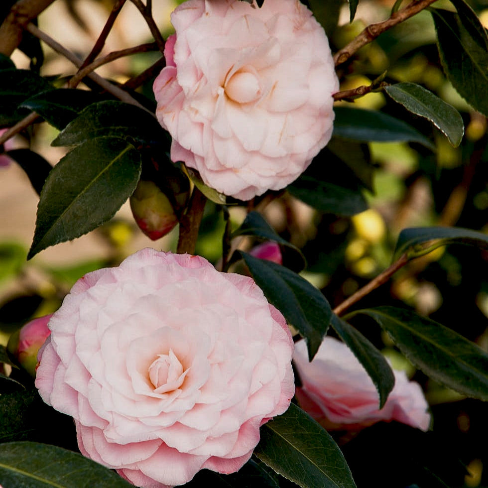 Camellia japonica 'Nuccio's Pearl' Pikirangi