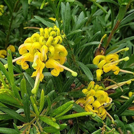 Grevillea 'Eureka' PVR (Spider Flower)