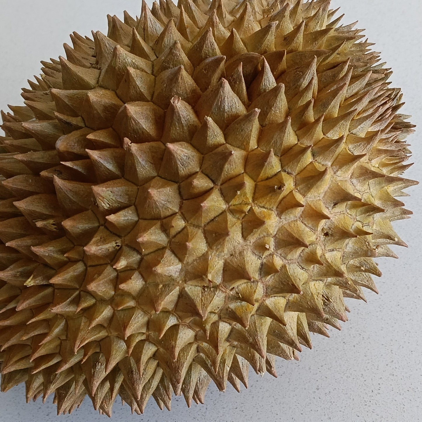 Durio zibethinus 'Thai Dwarf' (Durian) Pikirangi