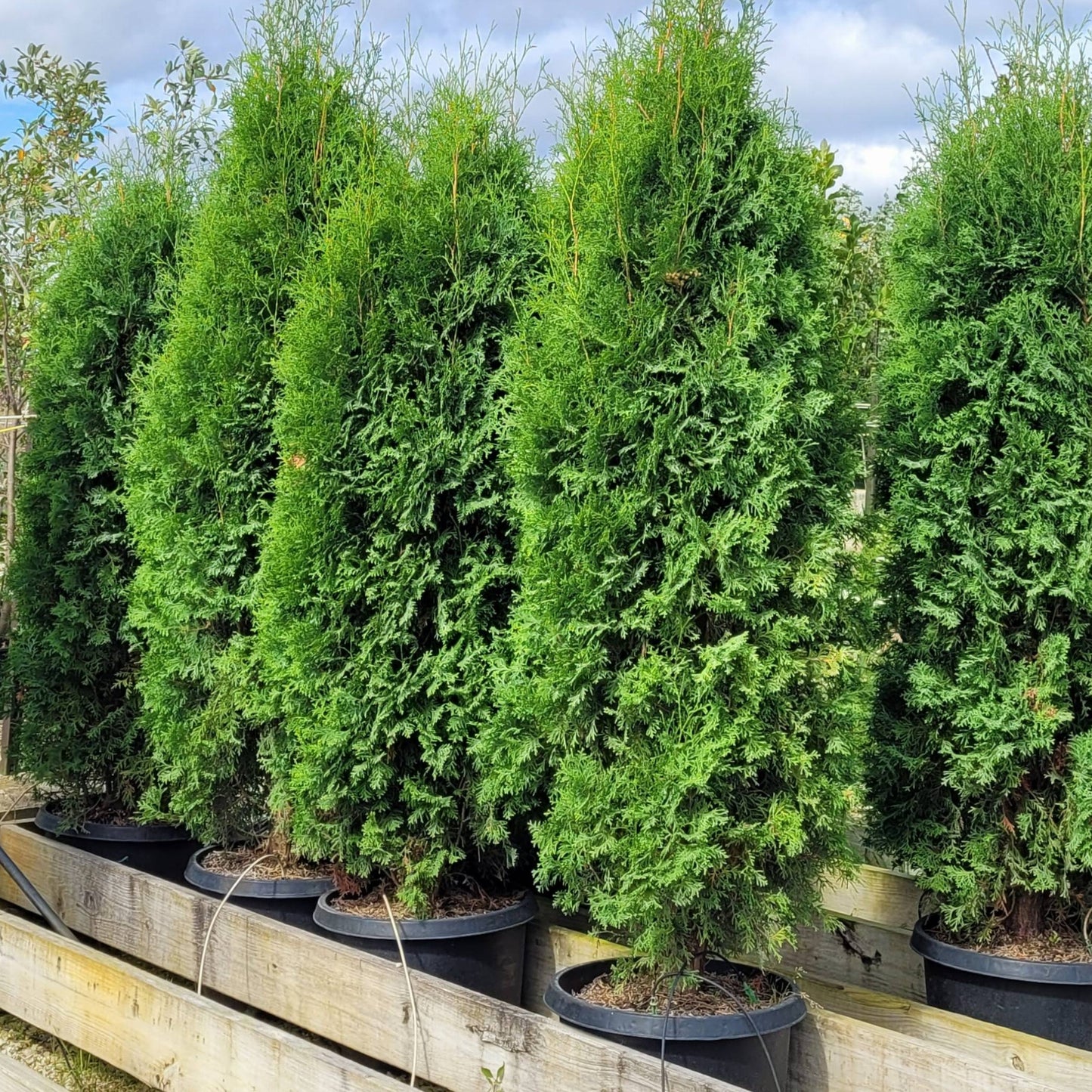 Thuja occidentalis 'Pyramidalis' (Pyramidal Arborvitae)