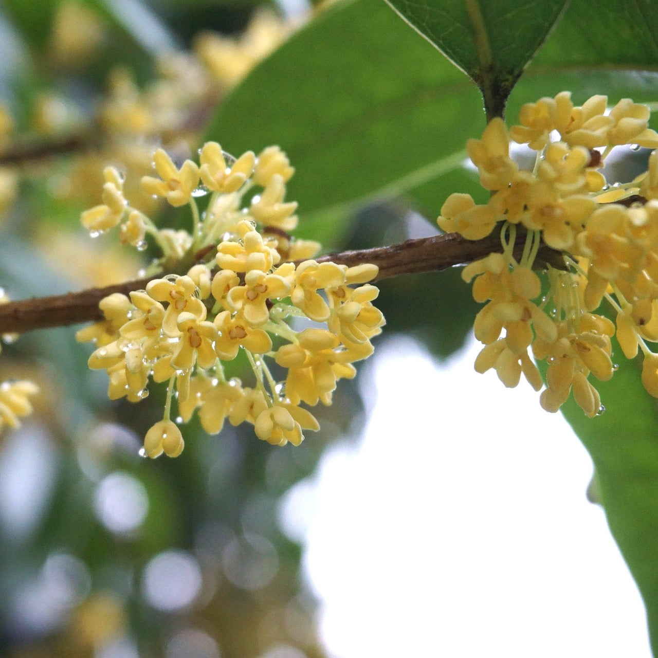 Osmanthus fragrans (Sweet Olive)