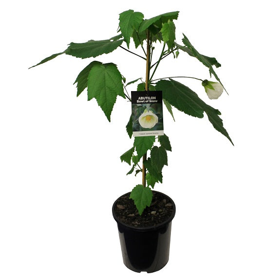 Abutilon x hybridum 'Bowl of Snow' (Chinese Lanterns)