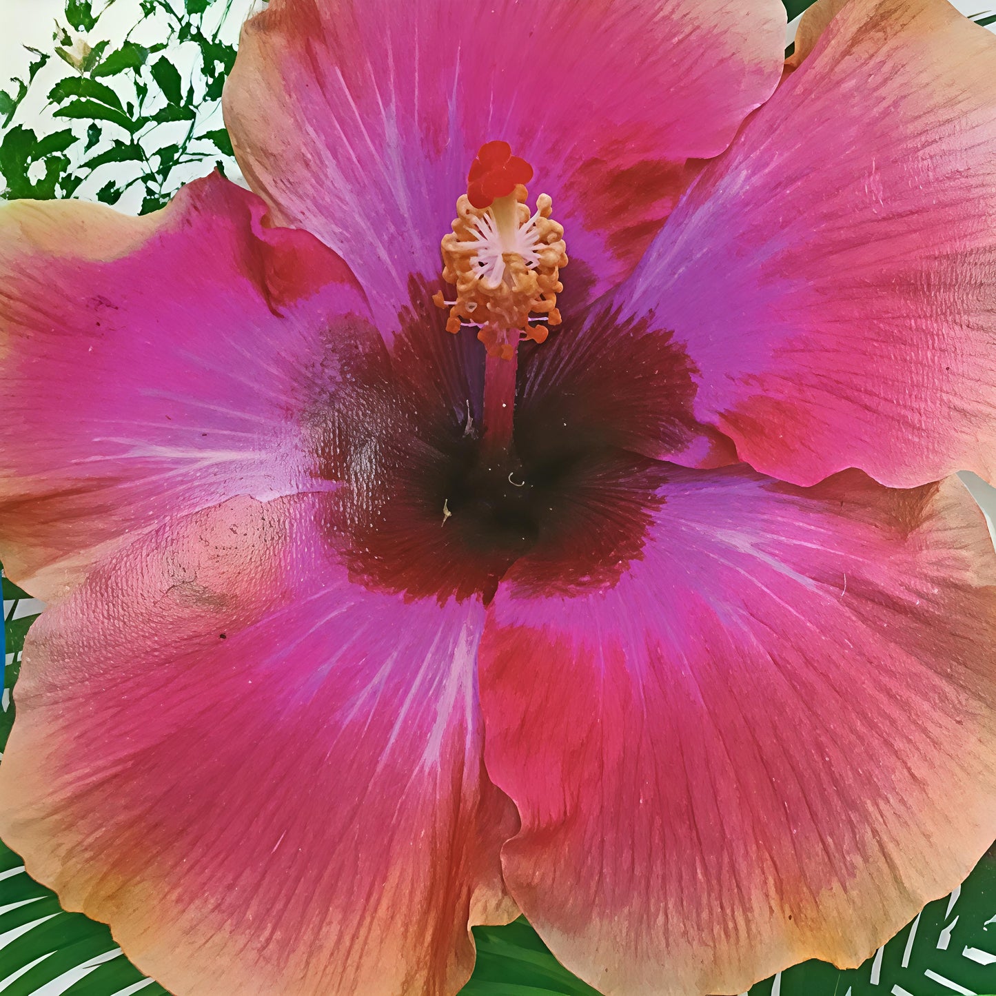 Hibiscus x rosa-sinensis
'Ebony River' (Fijian Hibiscus)