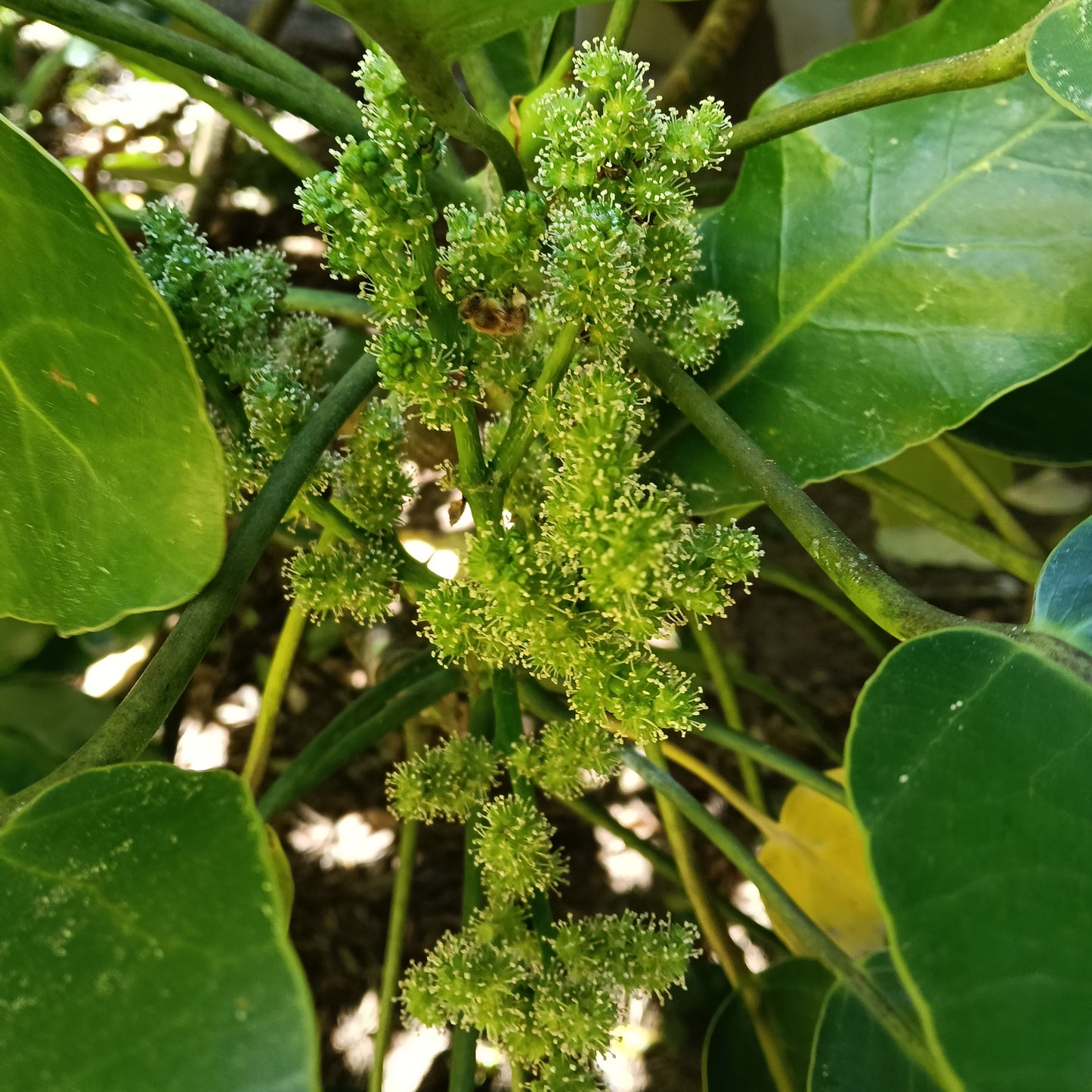 Meryta sinclairii (Puka, Pukanui)