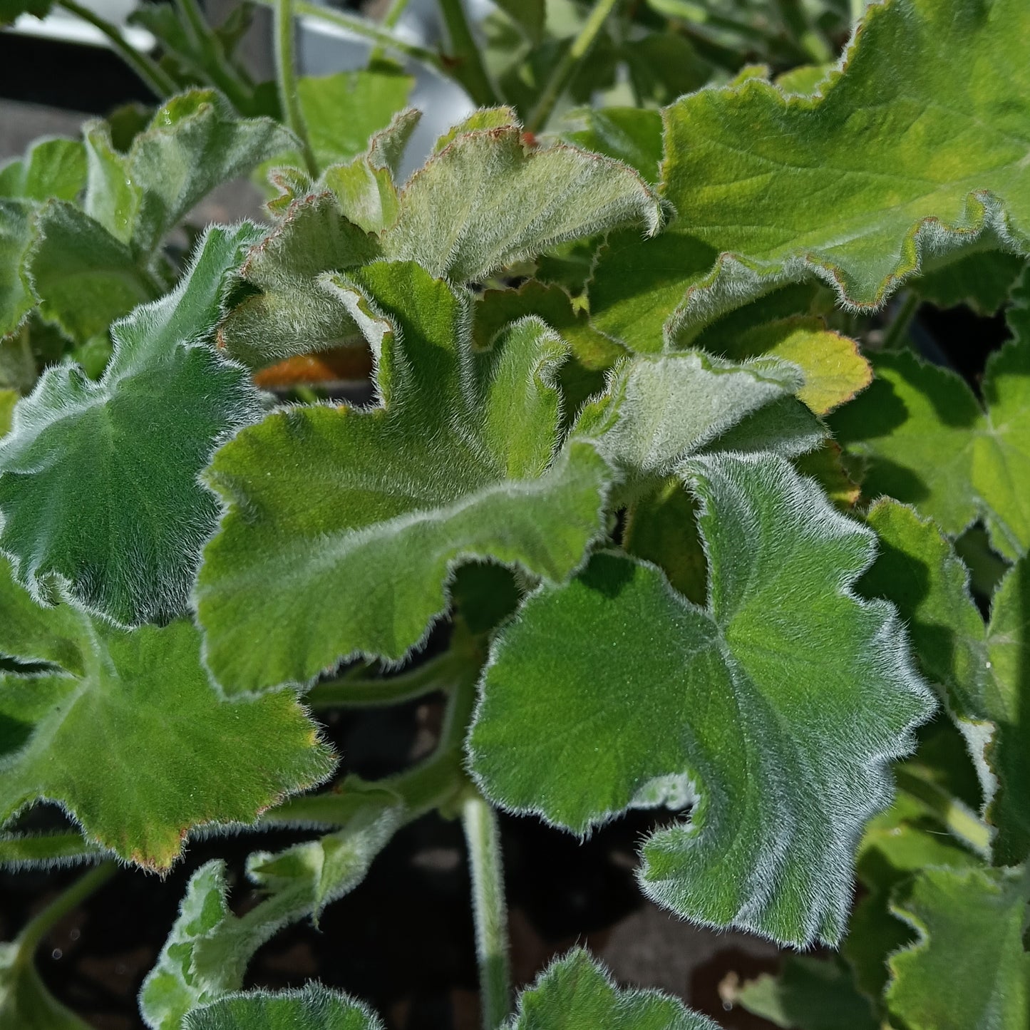 Pelargonium tomentosum (Peppermint Geranium)
