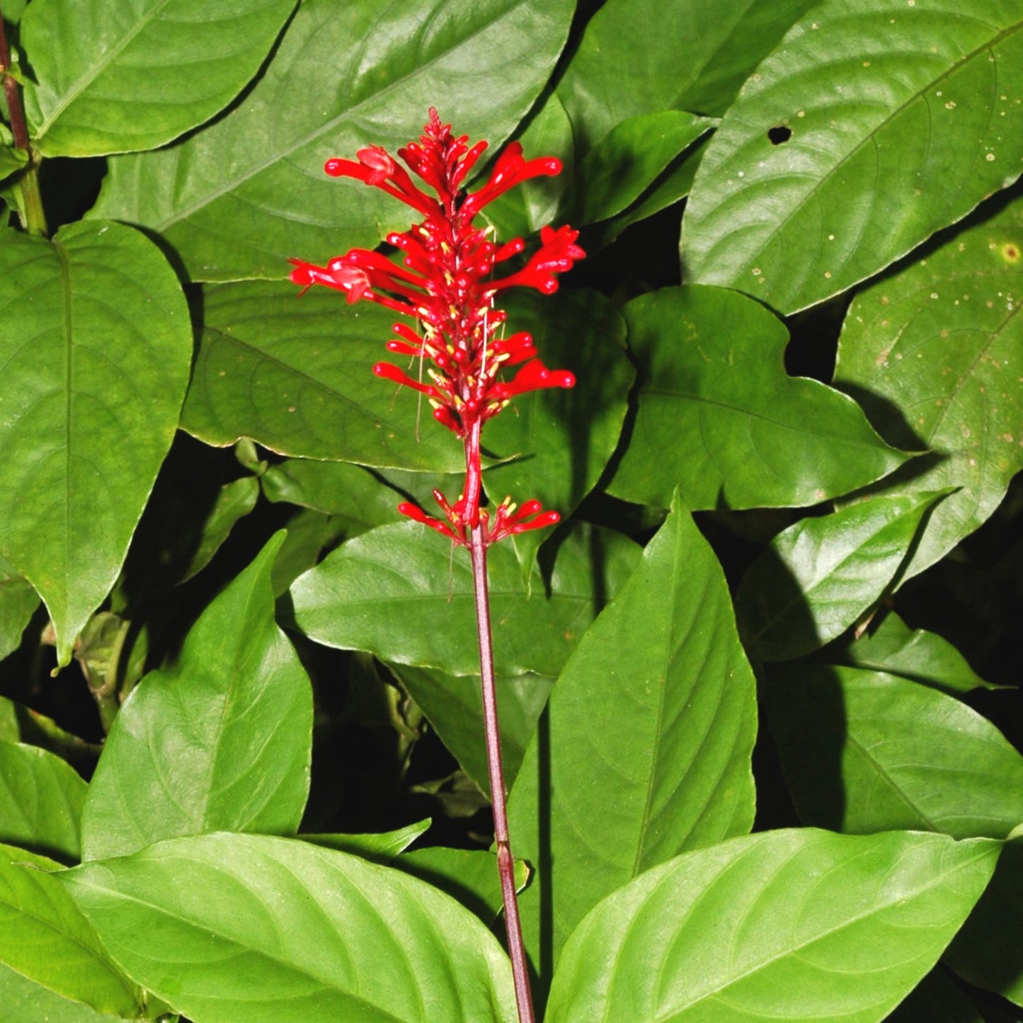 Odontonema cuspidatum (Scarlet Firespike)