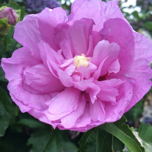 Hibiscus syriacus 'Heidi' (Rose of Sharon)