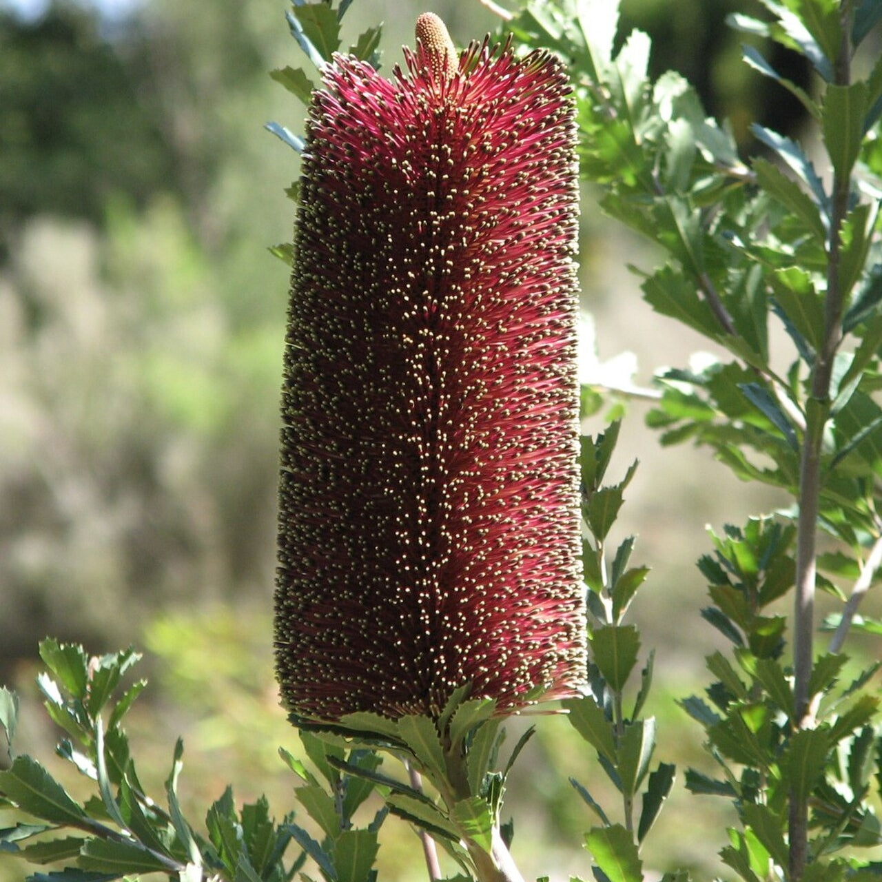 Banksia praemorsa (Cut-Leaf Banksia)