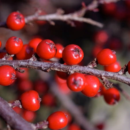Cotoneaster horizontalis (Rockspray Cotoneaster)