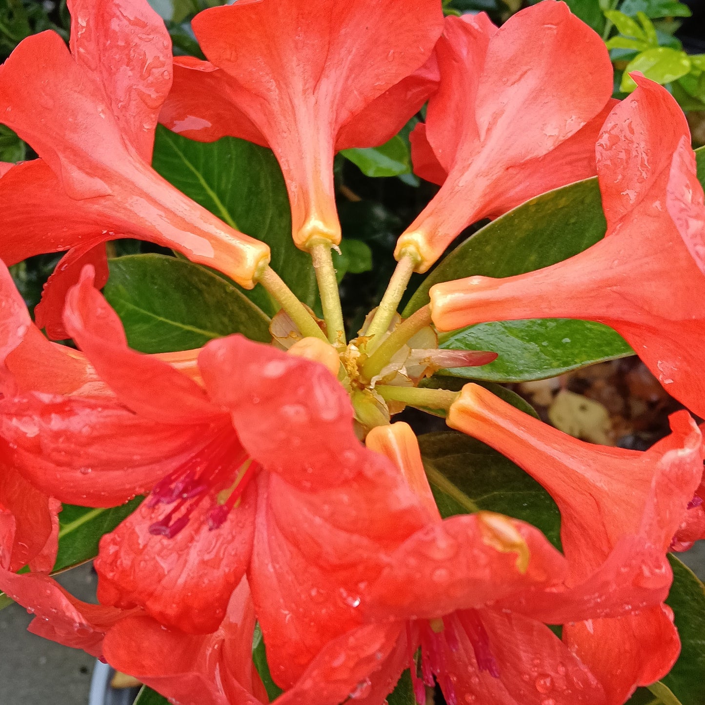 Rhododendron 'Shepherds Warning' (Vireya)
