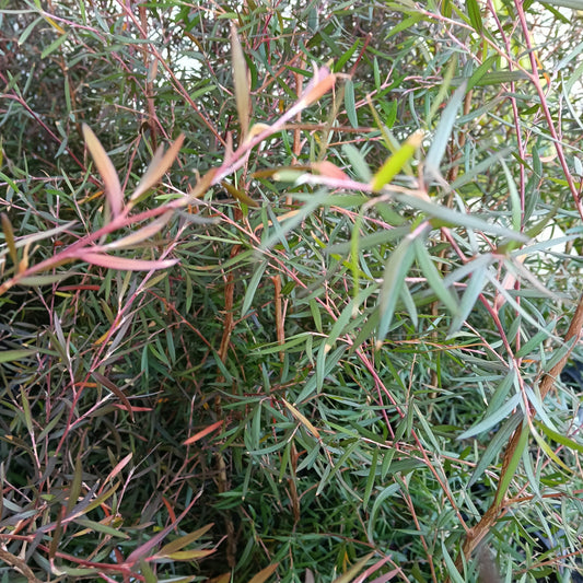 Leptospermum scoparium 'Copper Sheen' (Mānuka)