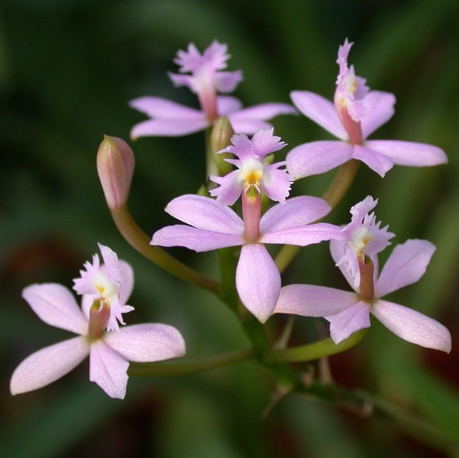 Epidendrum ibaguense (Crucifix Orchid)
