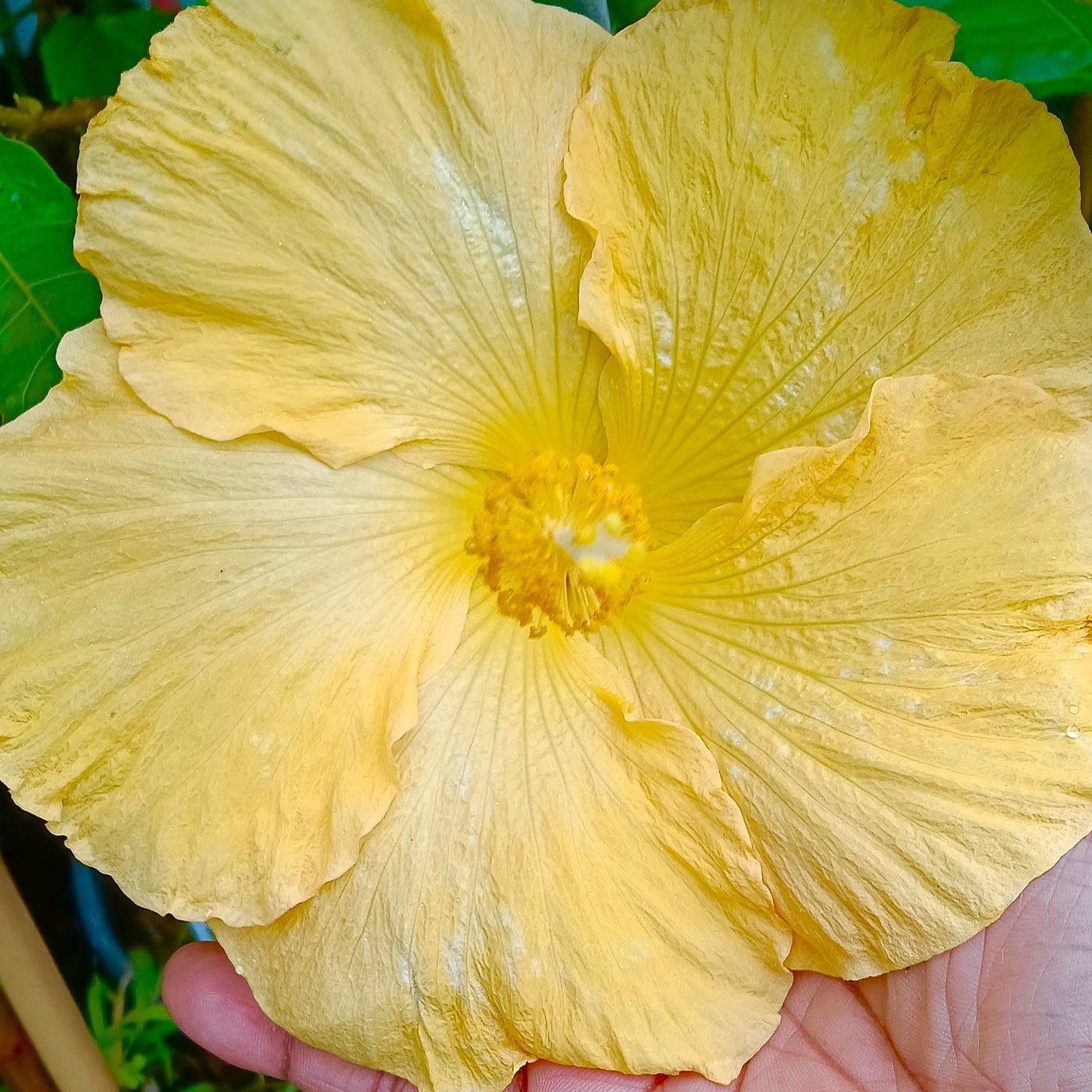 Hibiscus x rosa-sinensis
'Fijian Sunshine' (Fijian Hibiscus) Pikirangi