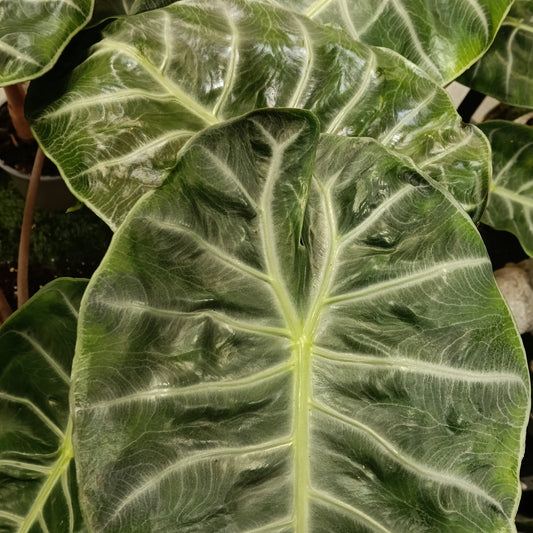 Alocasia baginda 'Pink Dragon' (Elephant Ear)