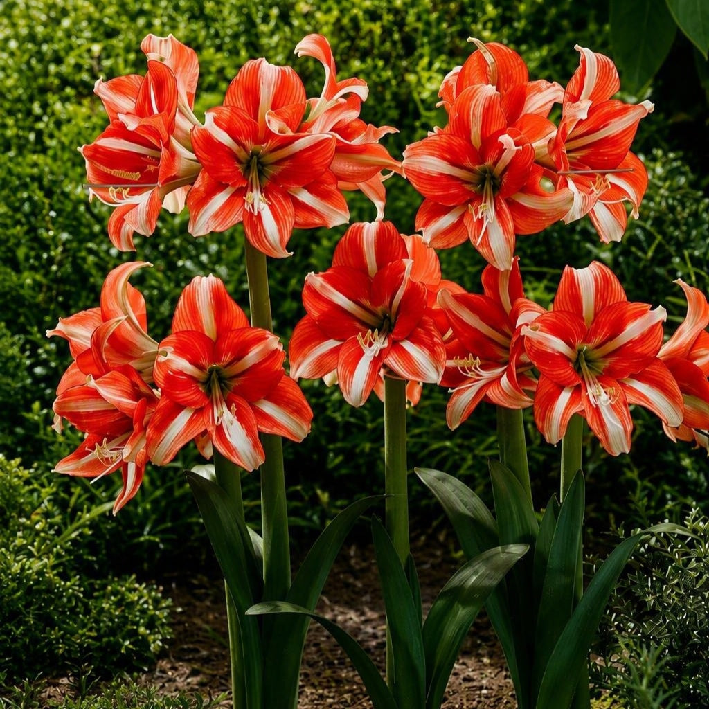Hippeastrum 'Sphinx'